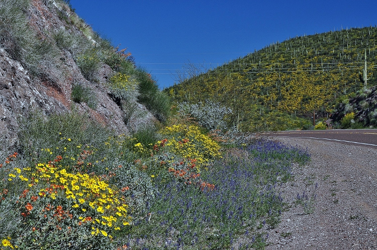 highway lined with blooms